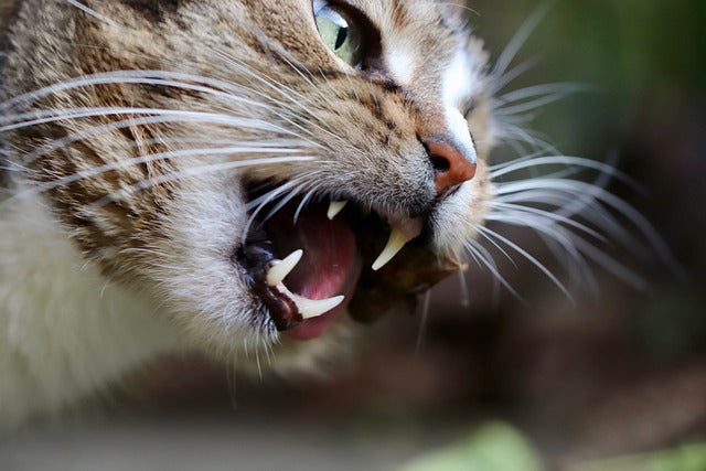 Zahnpflege bei Katzen